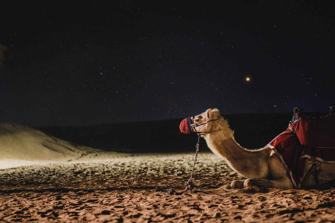 Camel under Dubai night sky representing talent and culture for dubai for entrepreneurs